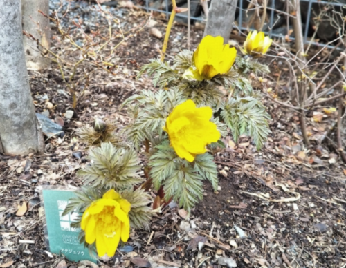 【ブログ】福寿草に思い出す