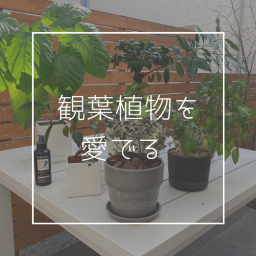 【ブログ】観葉植物を愛でる
